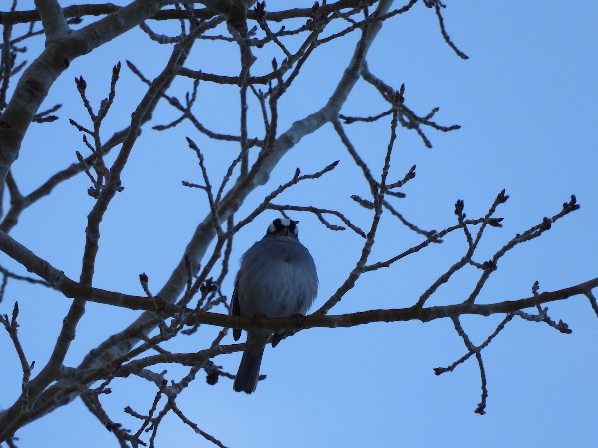 White-crowned Sparrow - Amanda Dickey