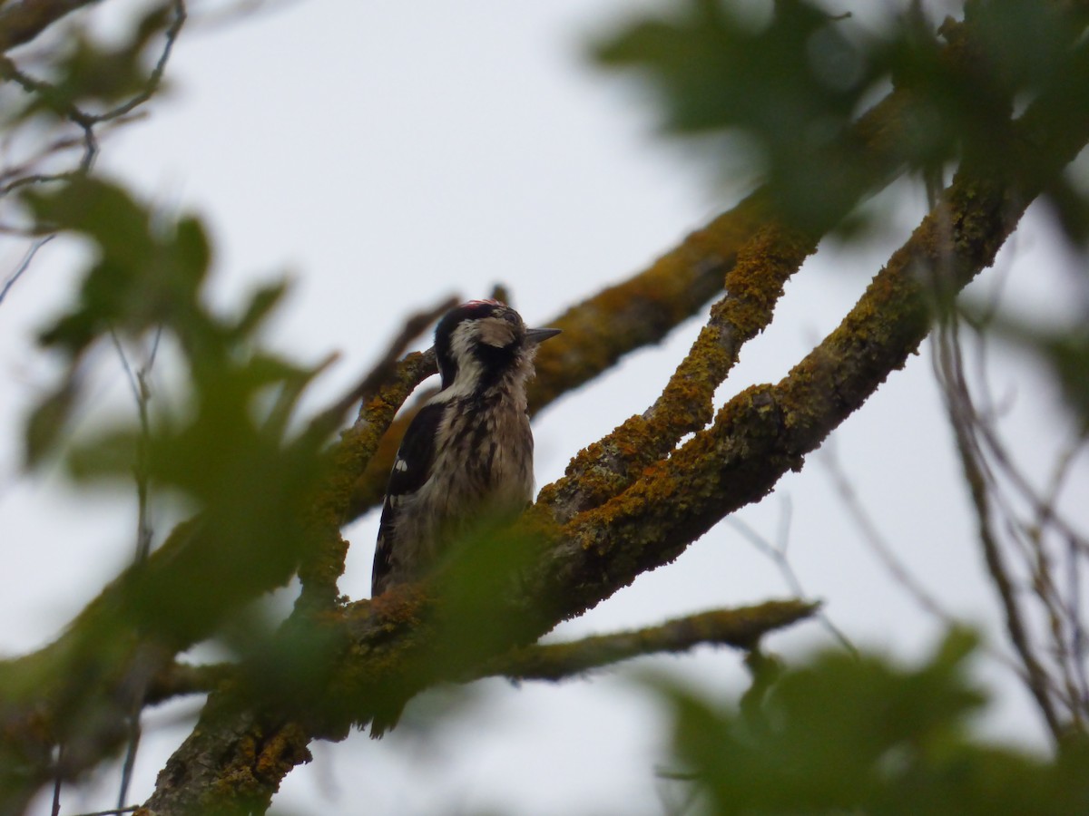Lesser Spotted Woodpecker - Adrián Pina Hidalgo