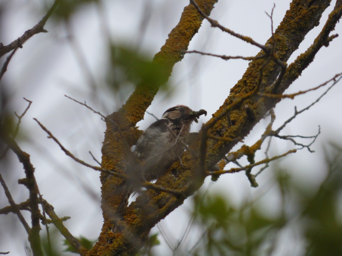 Lesser Spotted Woodpecker - ML618974344