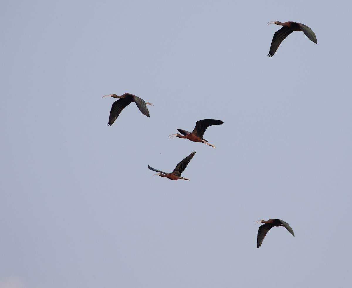 ibis hnědý - ML618974345
