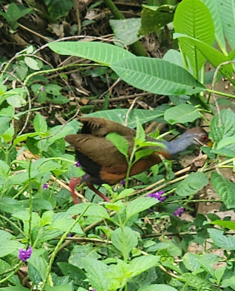 Russet-naped/Gray-cowled Wood-Rail - ML618974383