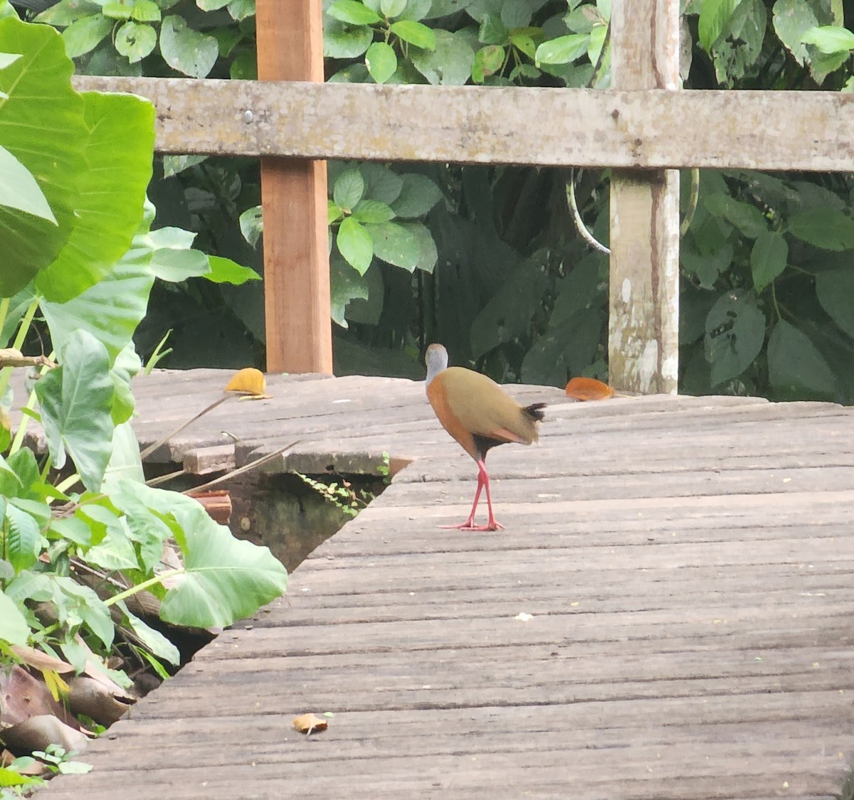Russet-naped/Gray-cowled Wood-Rail - ML618974385