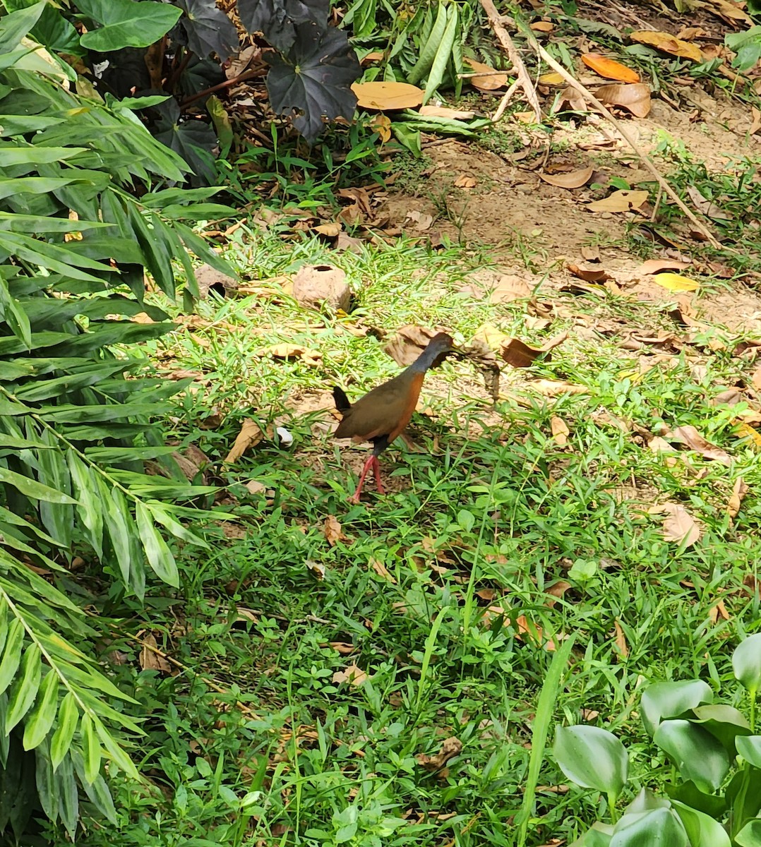 Russet-naped/Gray-cowled Wood-Rail - ML618974391