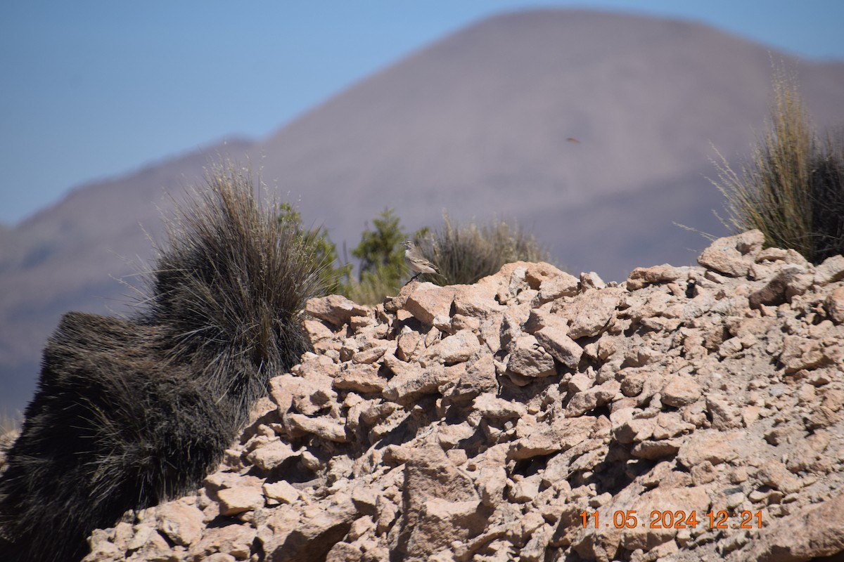 Altiplano-Erdhacker - ML618974429