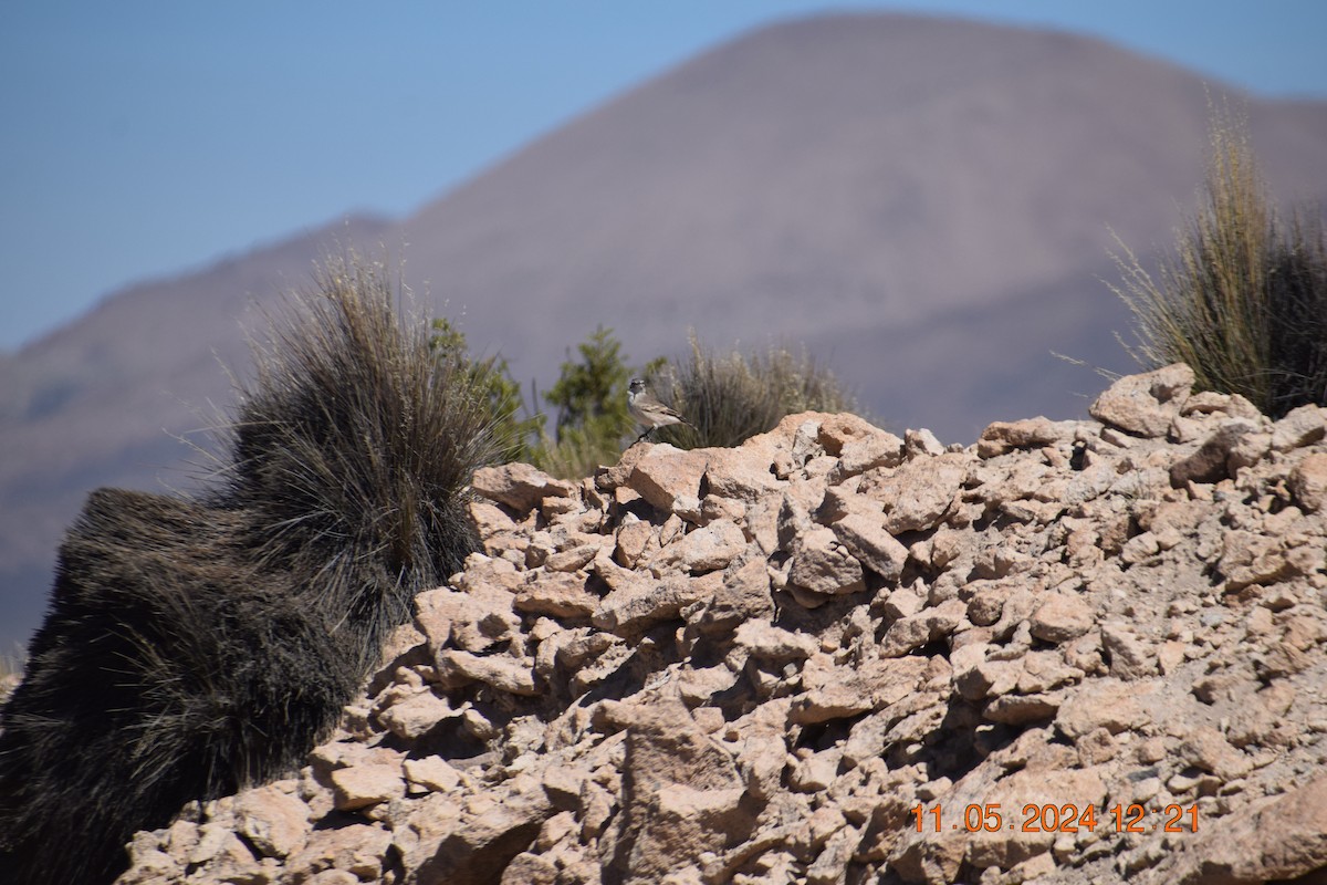 Altiplano-Erdhacker - ML618974430