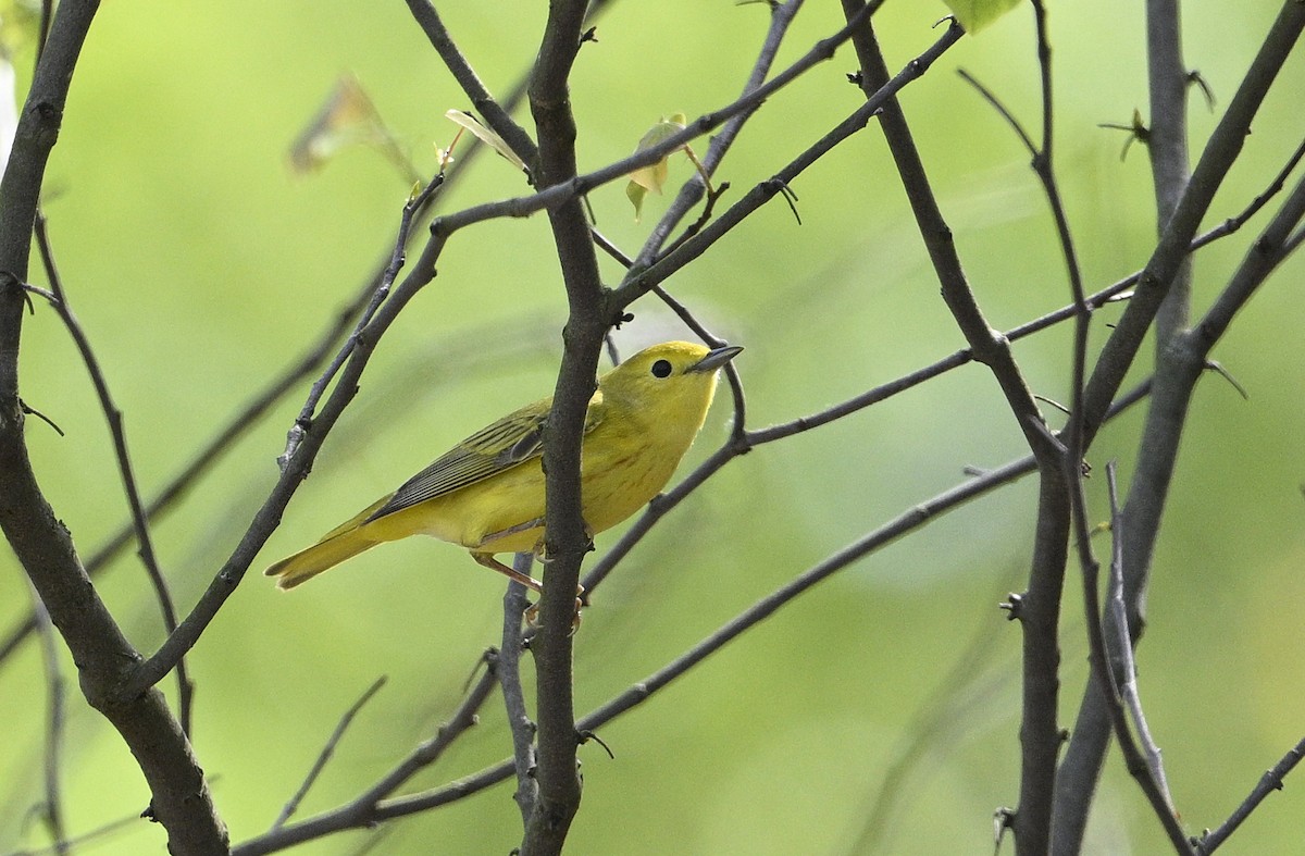 Yellow Warbler - steve sampson