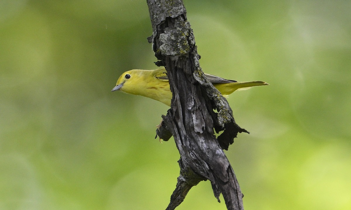 Yellow Warbler - steve sampson