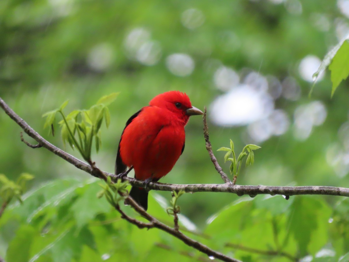 Scarlet Tanager - ML618974545