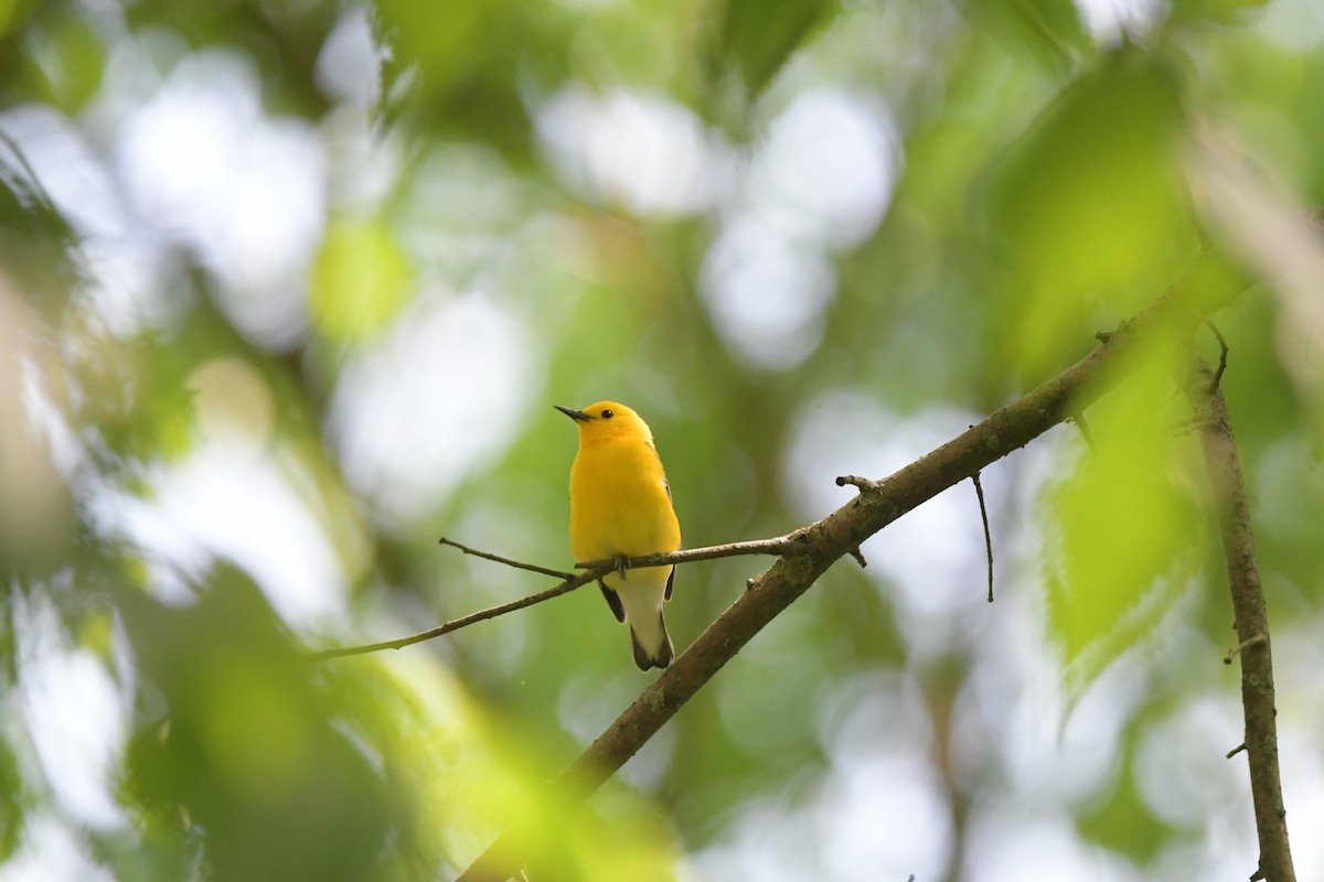 Prothonotary Warbler - ML618974546