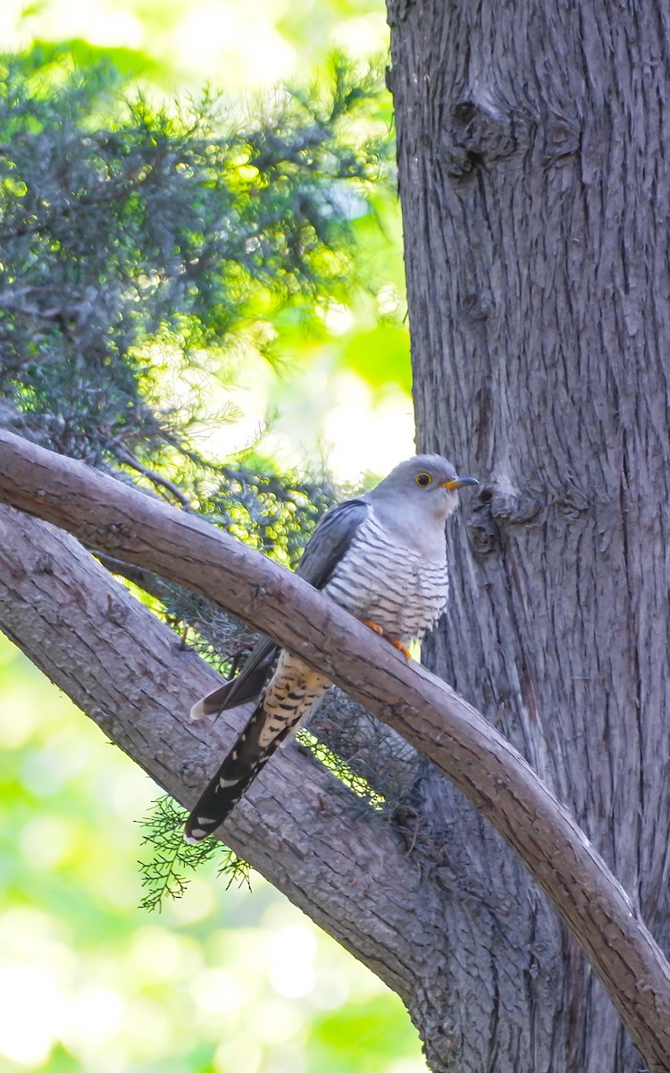 Common Cuckoo - Mehmet Erarslan