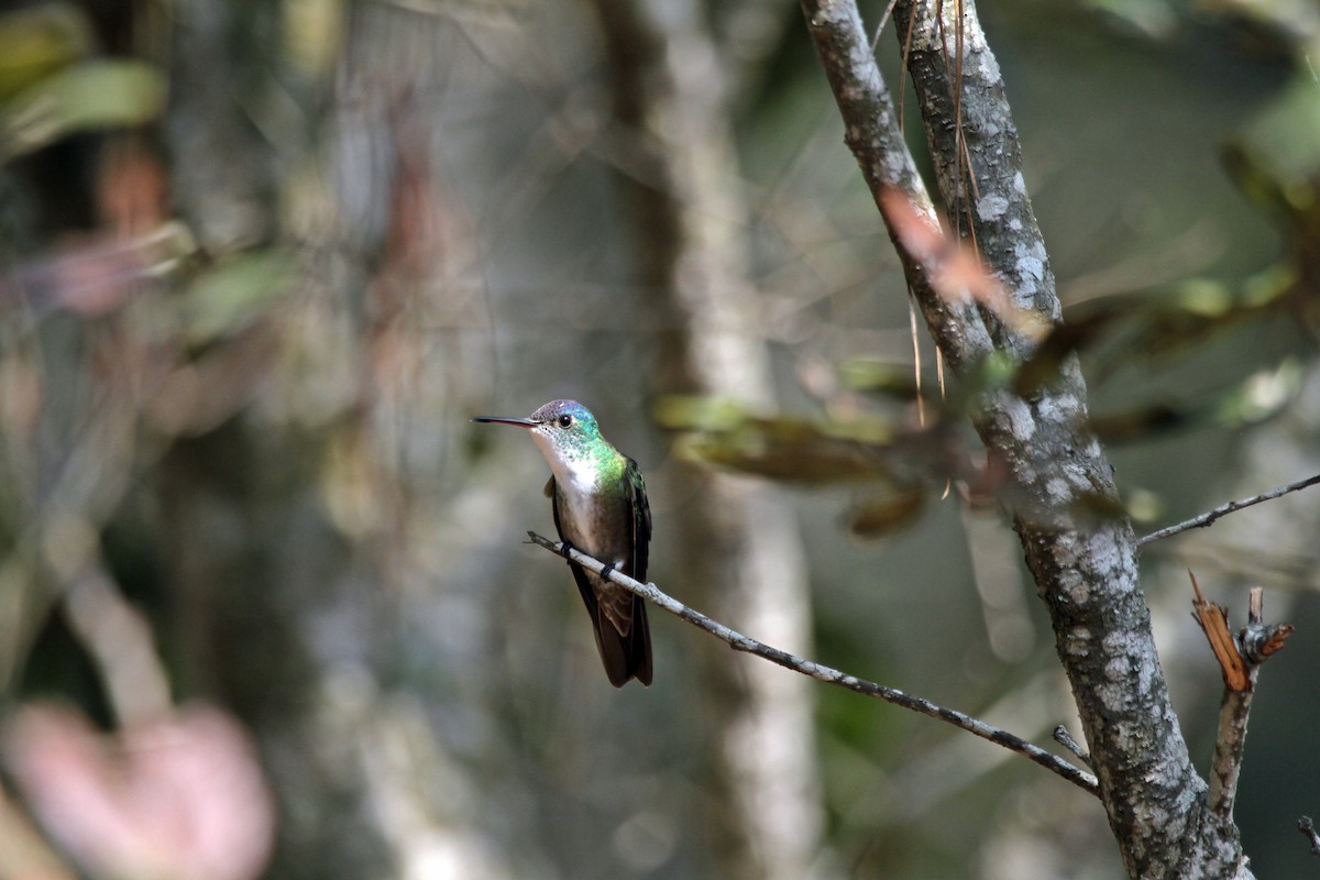 Azure-crowned Hummingbird - ML618974559