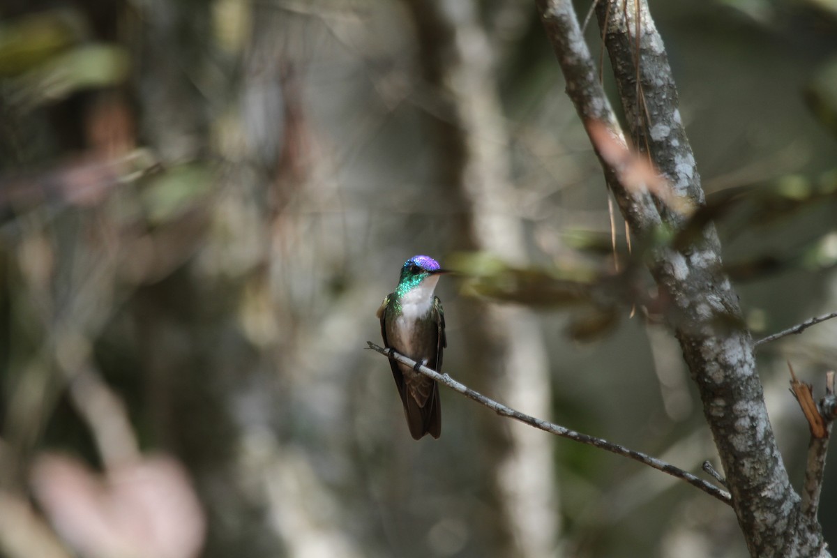 Azure-crowned Hummingbird - ML618974597