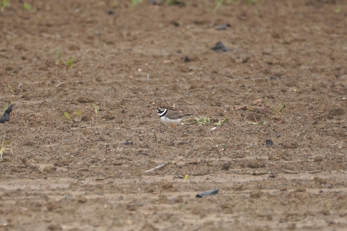 Common Ringed Plover - ML618974634