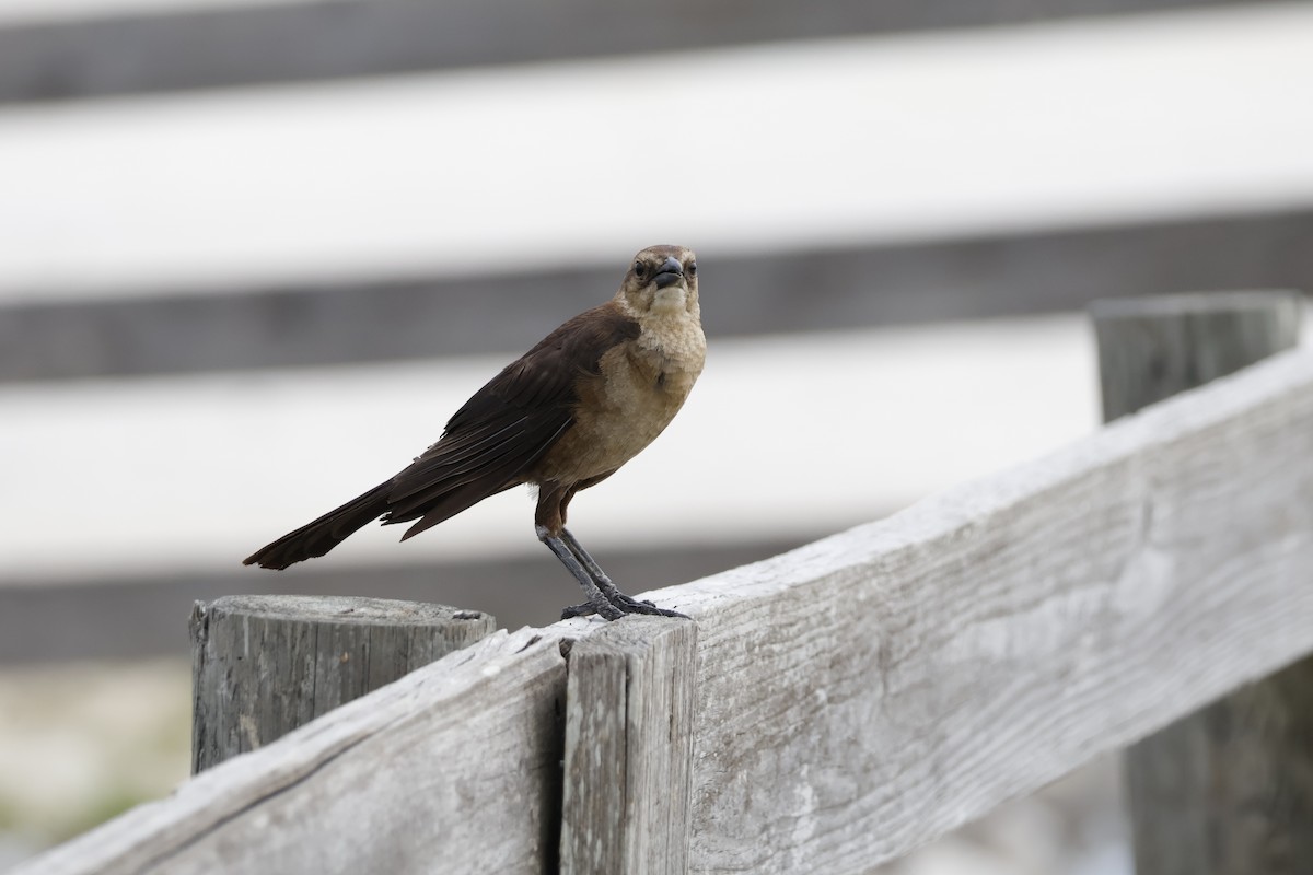 Boat-tailed Grackle - ML618974638
