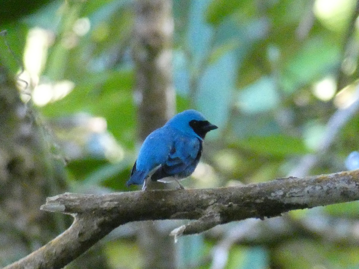 Swallow Tanager - ML618974648