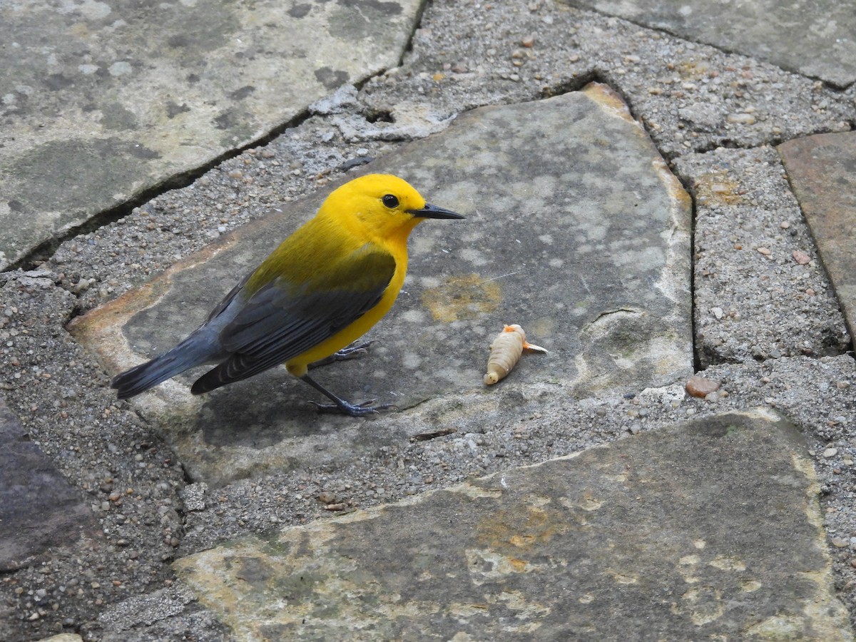 Prothonotary Warbler - ML618974651