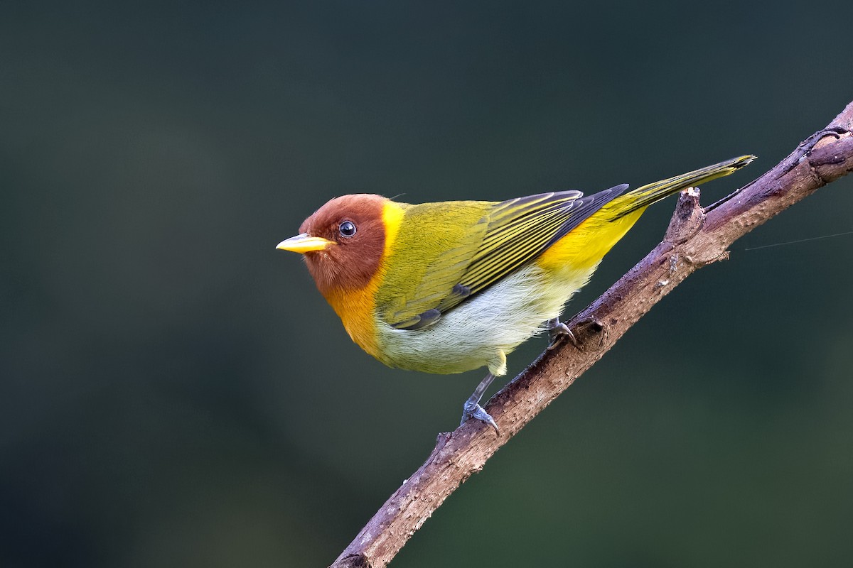 Rufous-headed Tanager - ML618974724