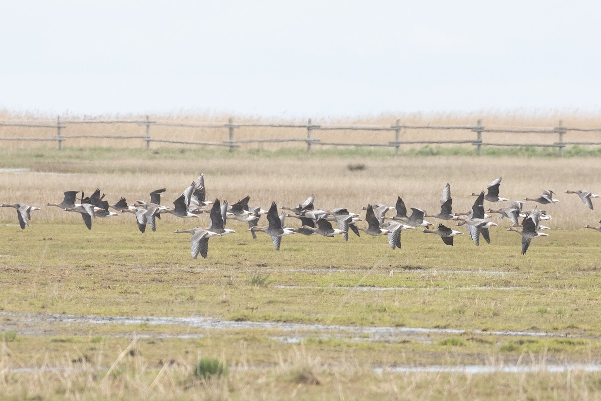 Lesser White-fronted Goose - ML618974732