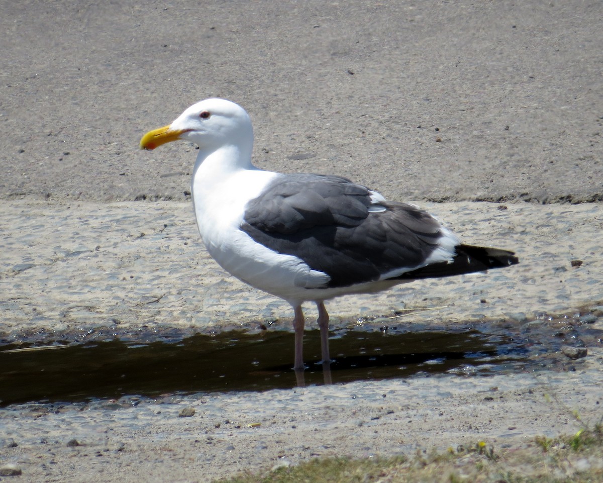 Western Gull - Pam Campbell