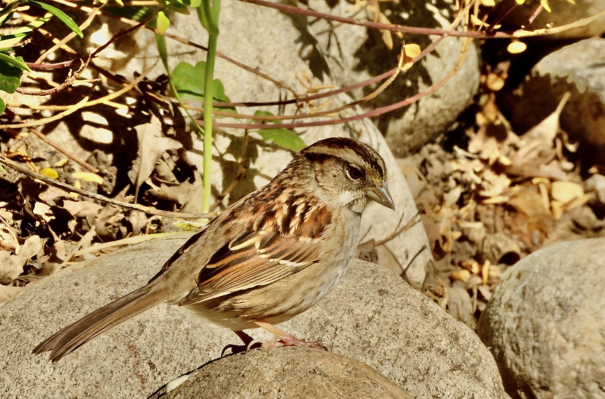 White-throated Sparrow - ML618974757