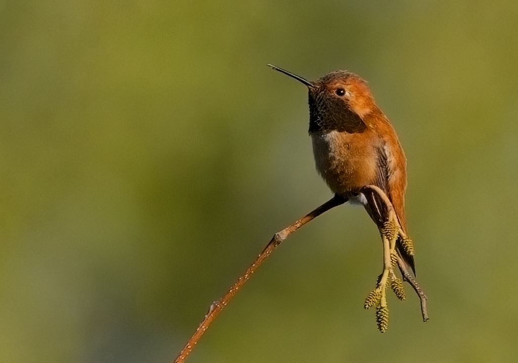 Rufous Hummingbird - Blair Bernson