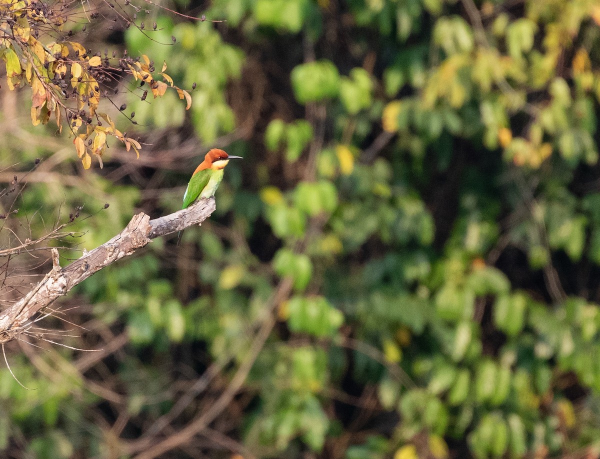 Chestnut-headed Bee-eater - Daniel Gornall