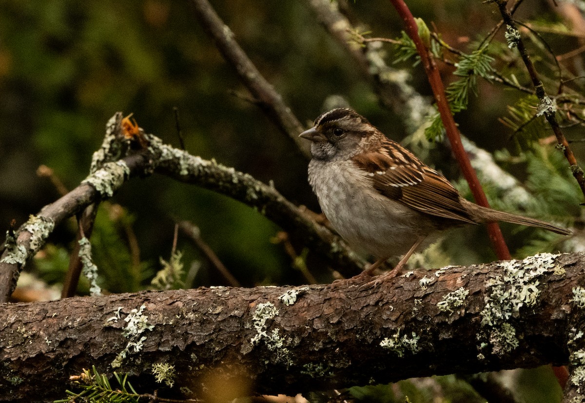 White-throated Sparrow - ML618974772