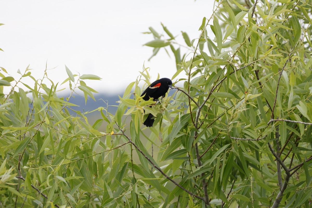 Red-winged Blackbird - ML618974779