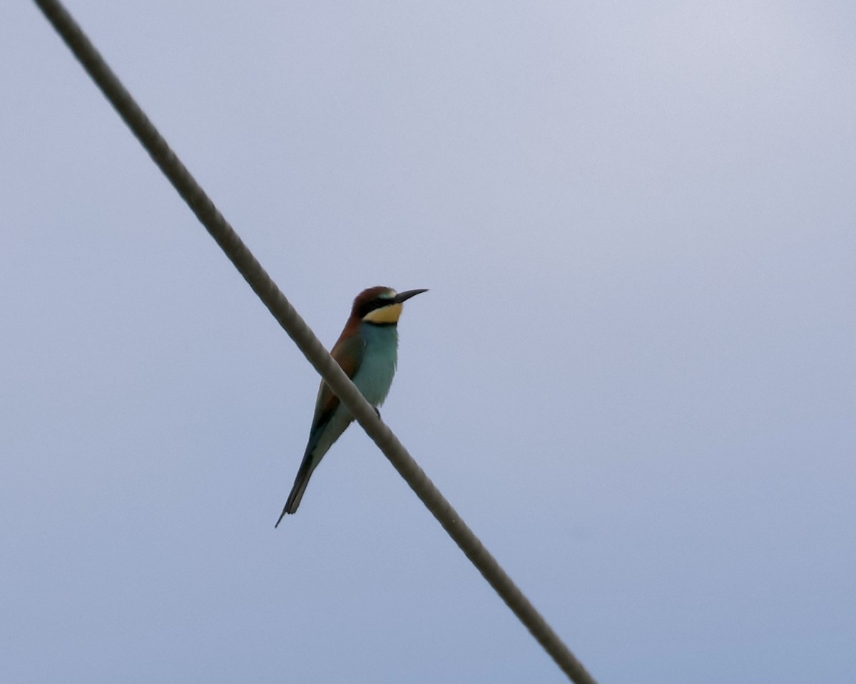 European Bee-eater - ML618974780