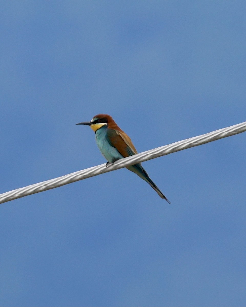 European Bee-eater - Sam Shaw