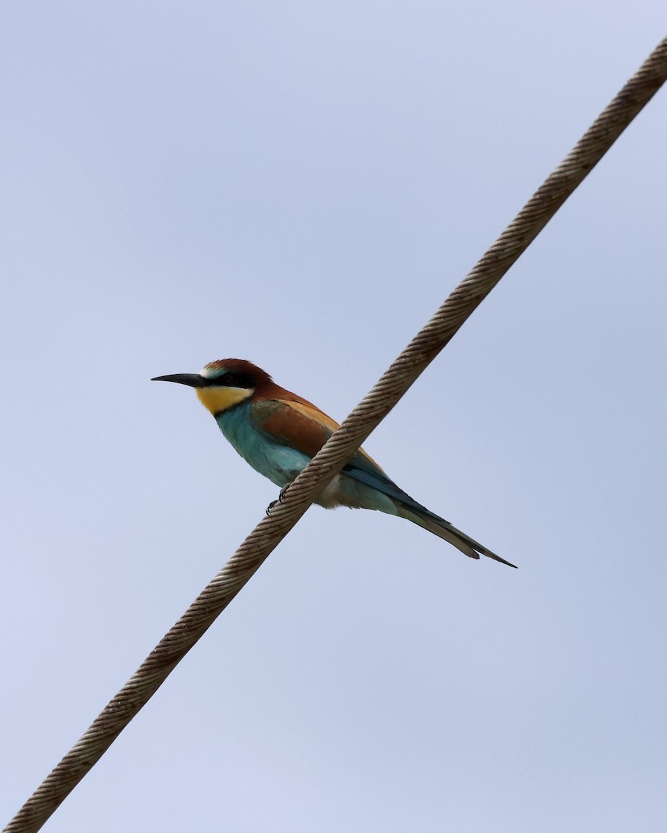 European Bee-eater - ML618974783