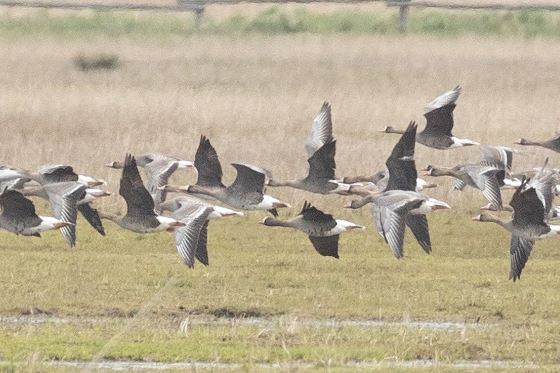 Lesser White-fronted Goose - ML618974789