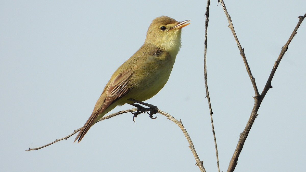 Melodious Warbler - ML618974802