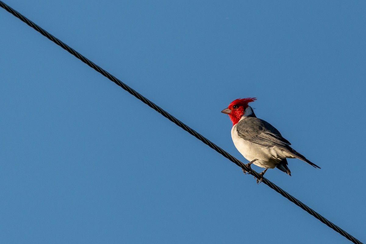 Red-crested Cardinal - ML618974815