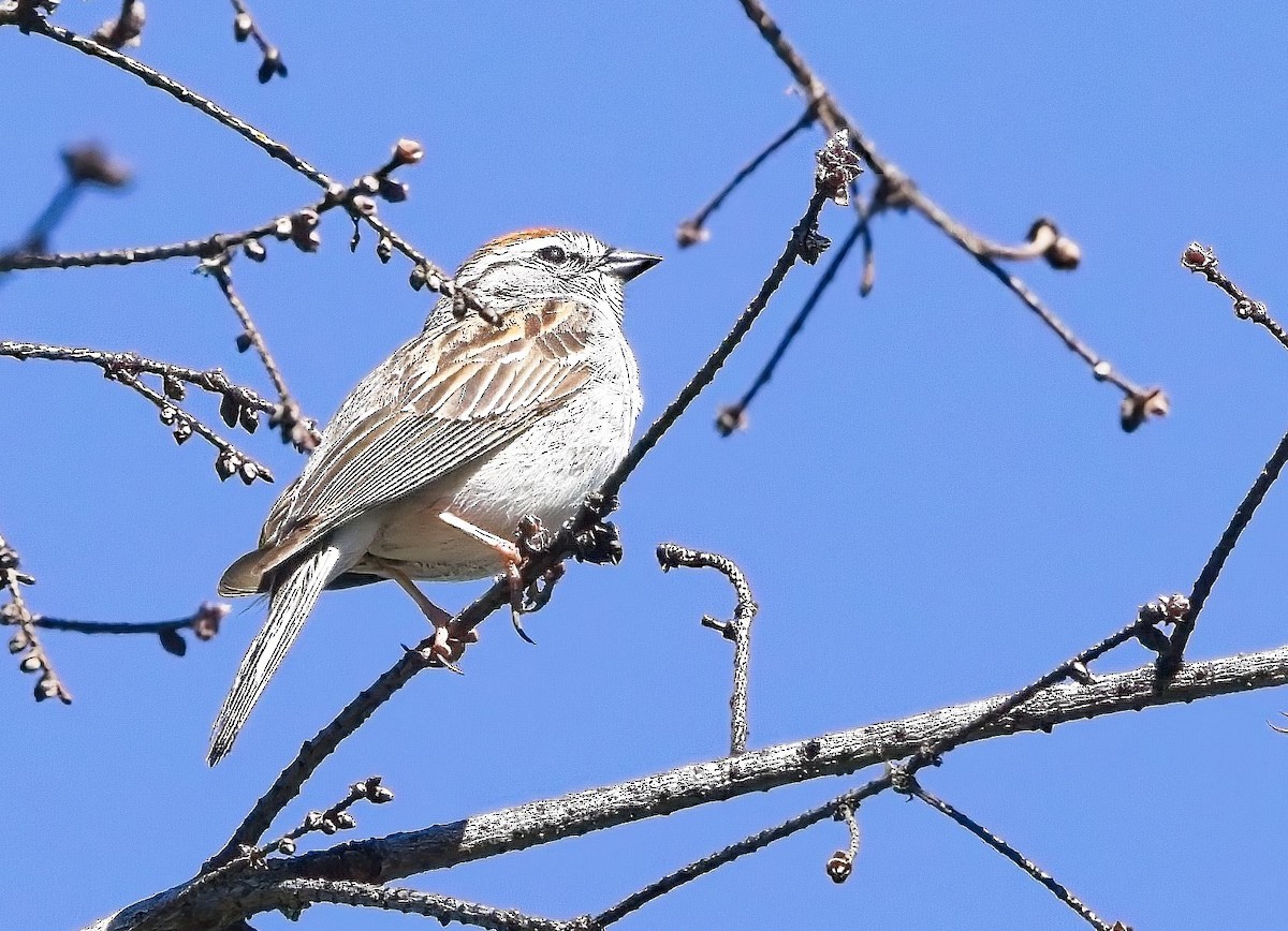 Chipping Sparrow - ML618974823