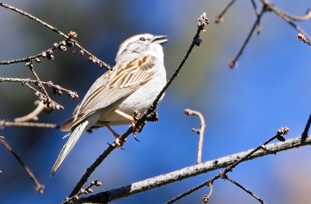 Chipping Sparrow - ML618974824