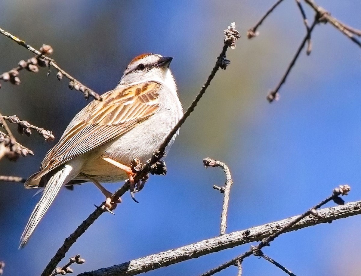 Chipping Sparrow - Blair Bernson