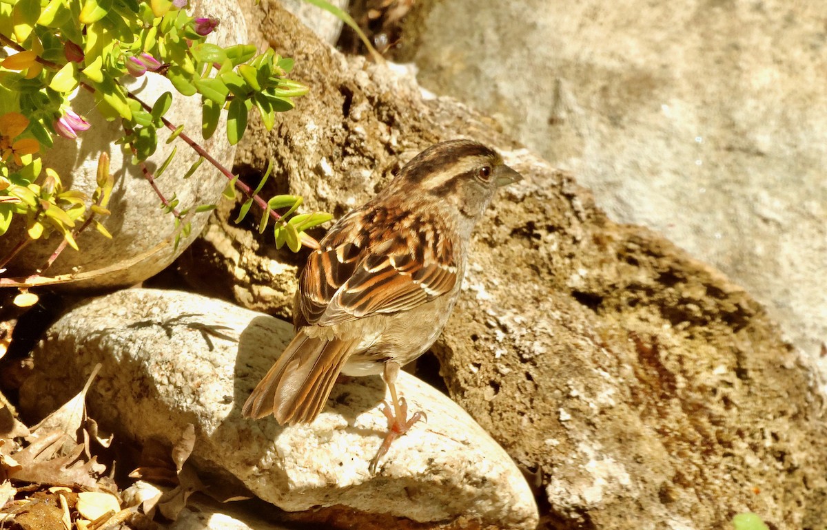 White-throated Sparrow - ML618974845