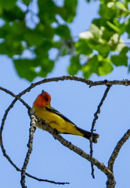Western Tanager - ML618974859