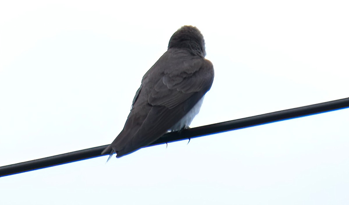 Northern Rough-winged Swallow - Cindy Gimbert