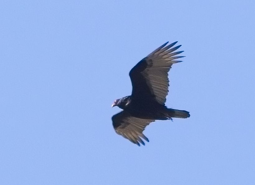 Turkey Vulture - Blair Bernson