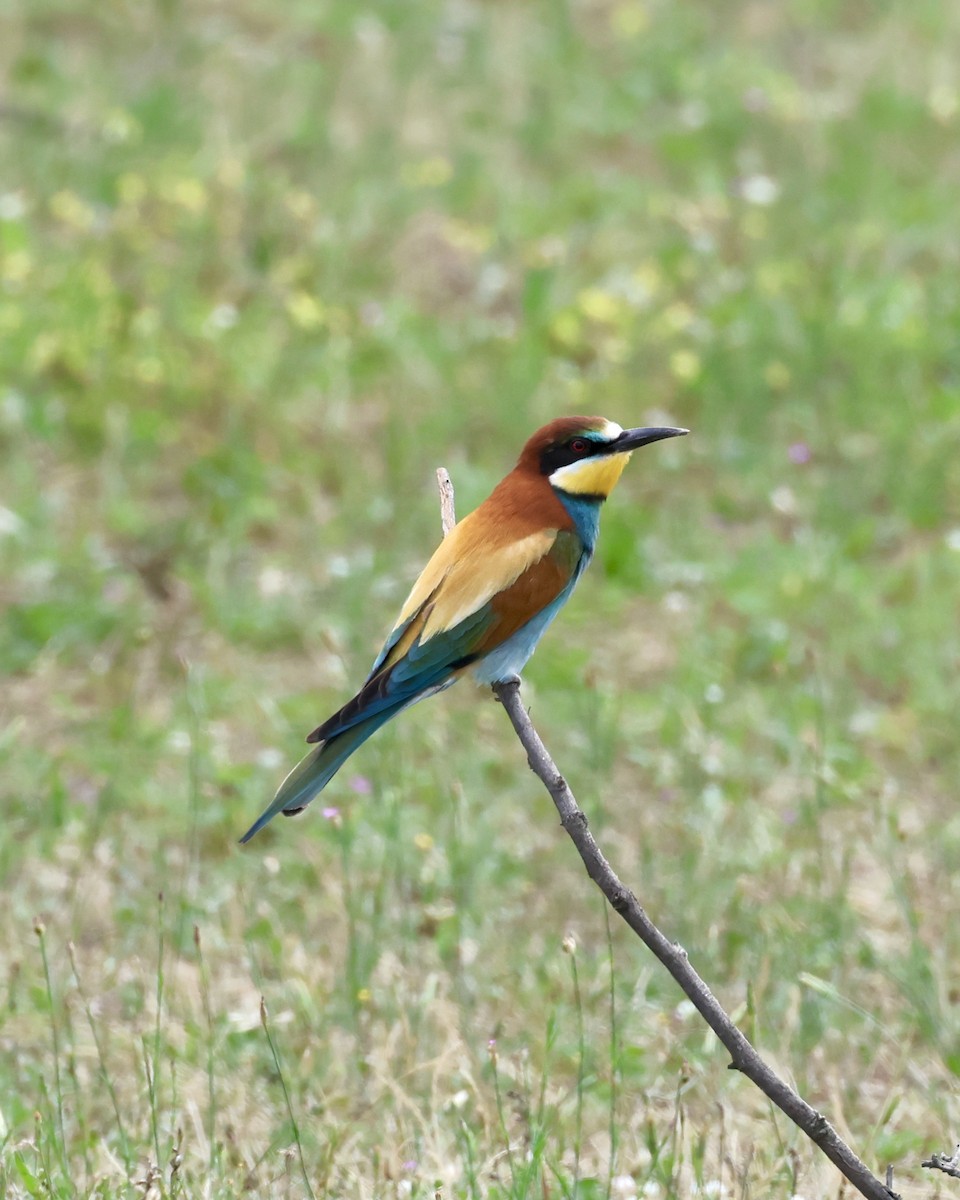 European Bee-eater - ML618974923