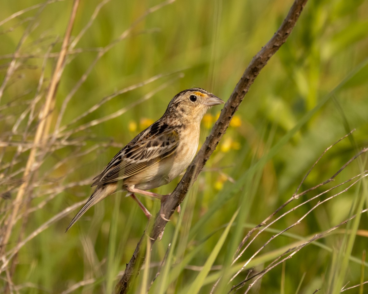 Grasshopper Sparrow - ML618974929