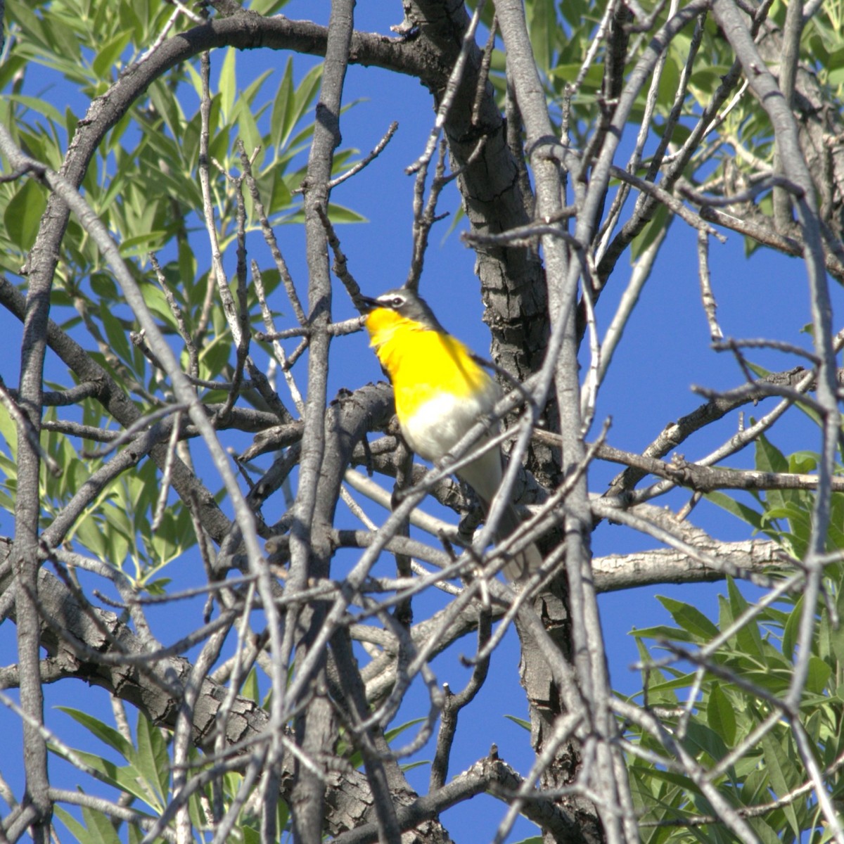 Yellow-breasted Chat - ML618975012