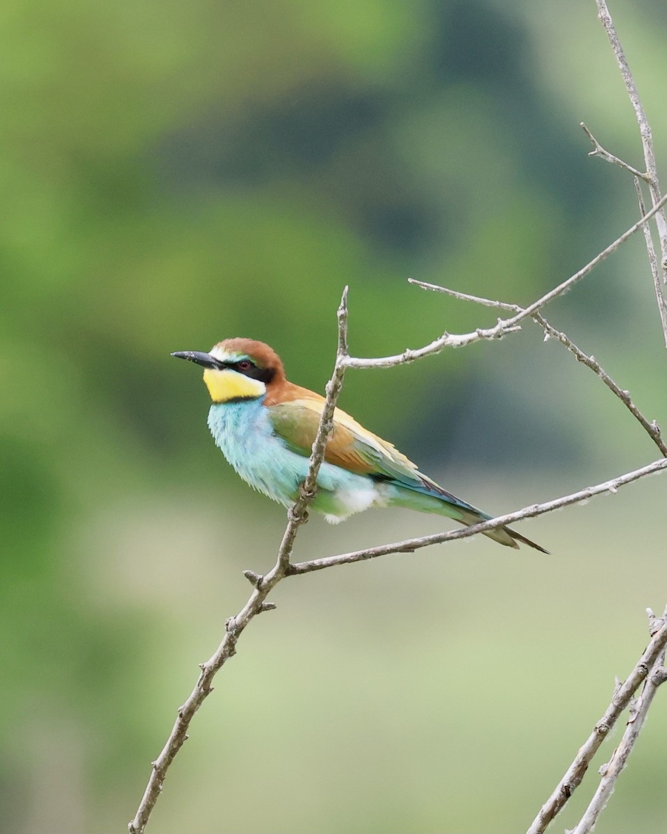 European Bee-eater - ML618975033