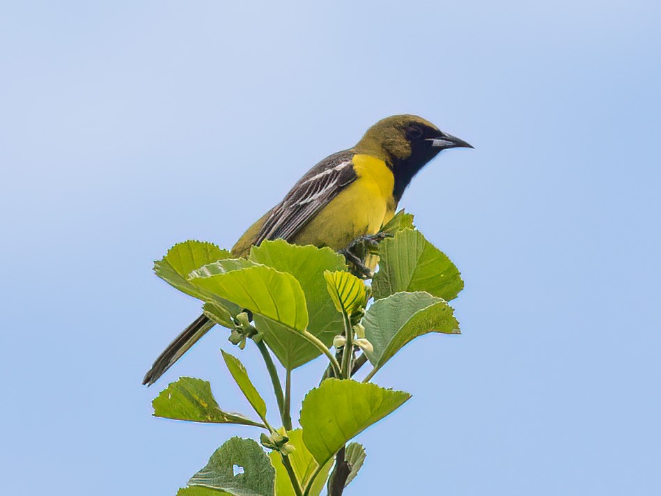 Orchard Oriole - ML618975044
