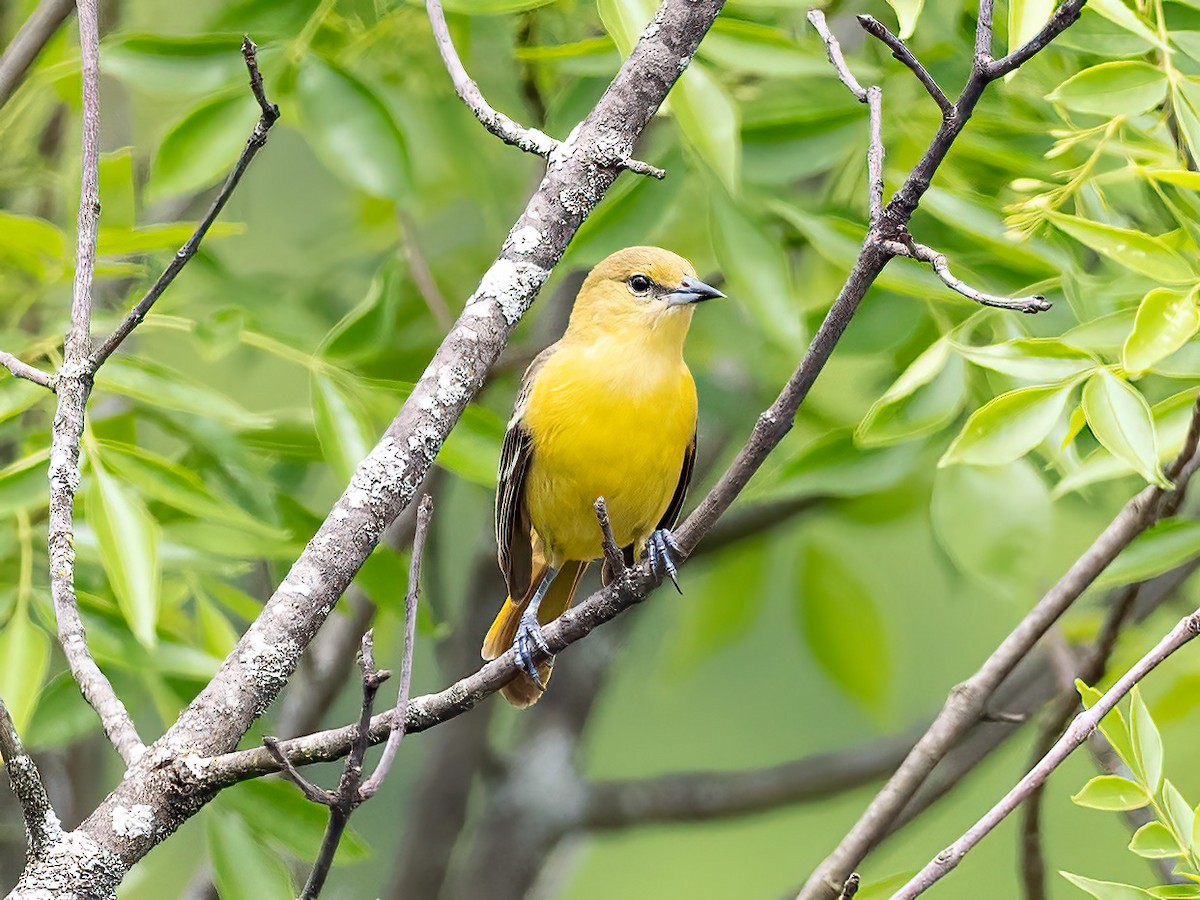 Orchard Oriole - ML618975069