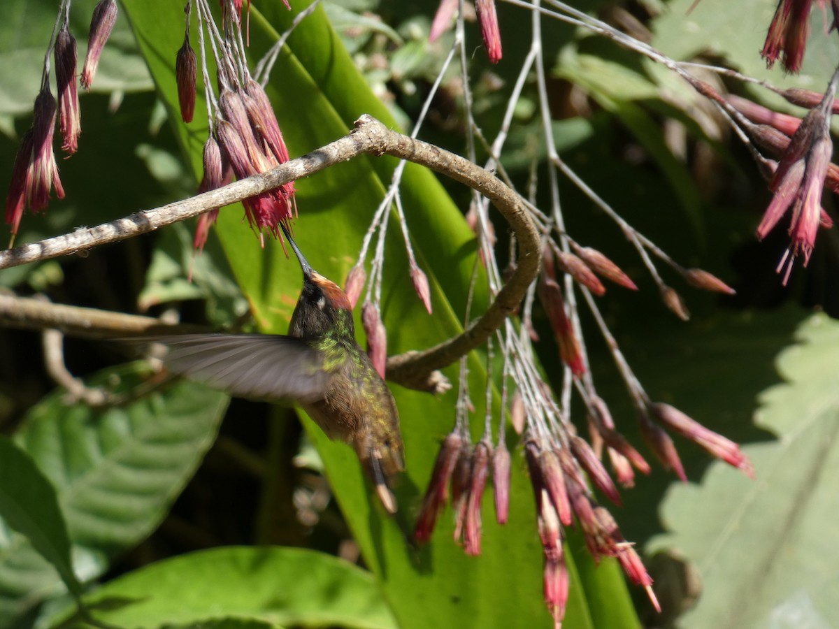 kolibřík hnědotemenný - ML618975082
