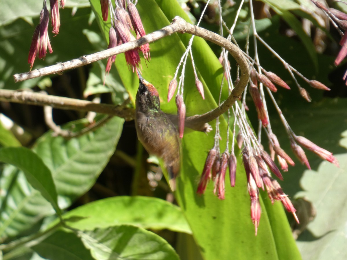 kolibřík hnědotemenný - ML618975090