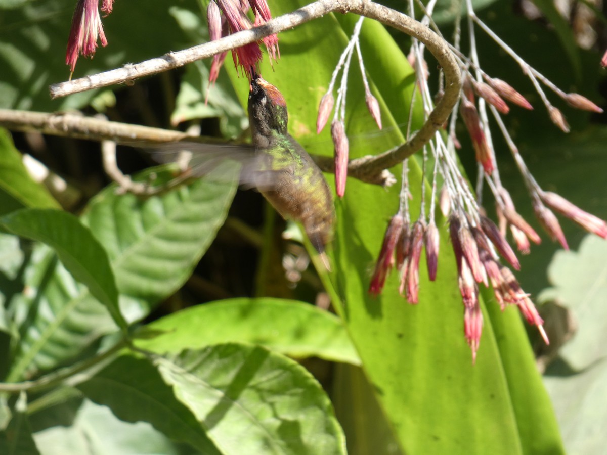 kolibřík hnědotemenný - ML618975092